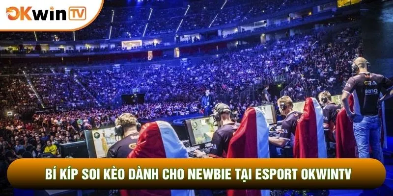 Bí kíp soi kèo dành cho newbie tại esport OKWINTV
